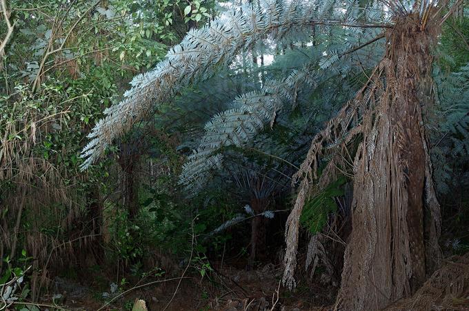 Right next to an old punga tree.