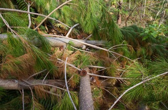 #1: The confluence point lies on a steep slope, among recently downed trees