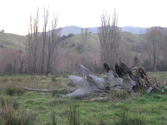 View to the west from the confluence site.