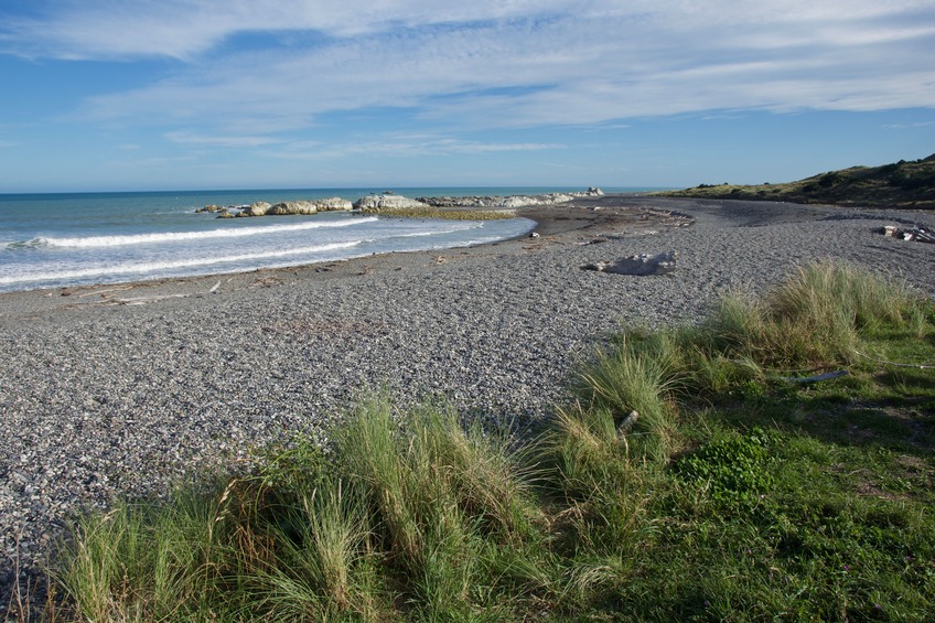 Many of these rocks at Ward Beach, about 23 km from the point, were exposed by the 2016 earthquake 