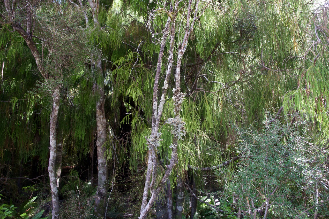 View West (of young Rimu trees)