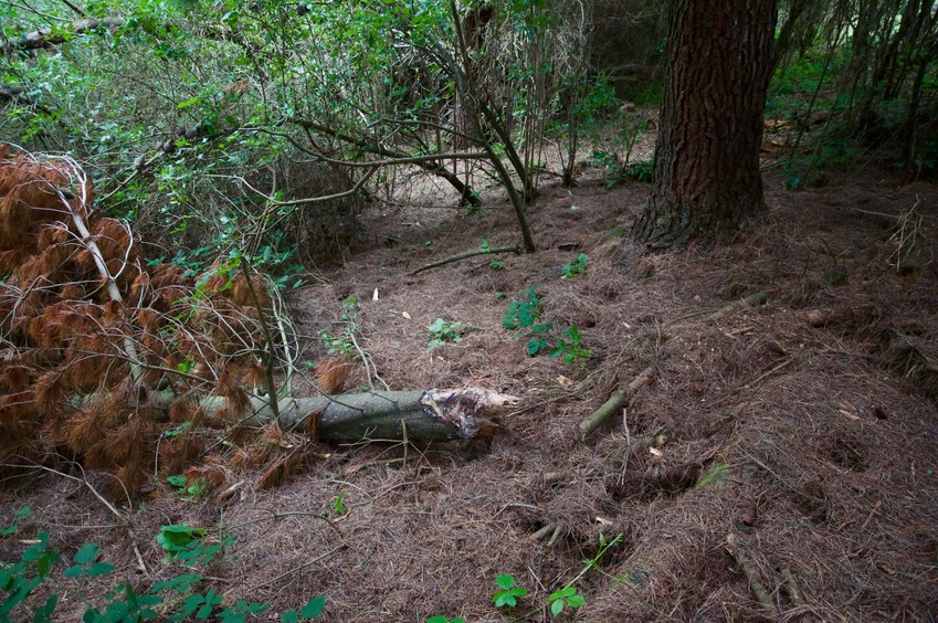 The confluence point lies just 20 m inside a small patch of forest, next to a farm field