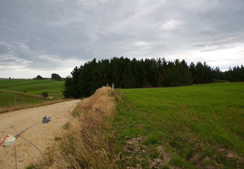 A view of the small patch of forest (containing the point) from 160 m away