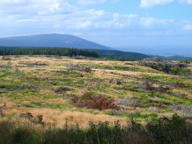 View from 250m towards South