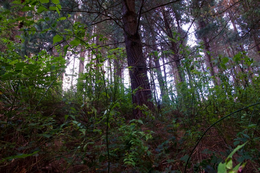 View South (up the slope, towards a forestry road 50 m away)