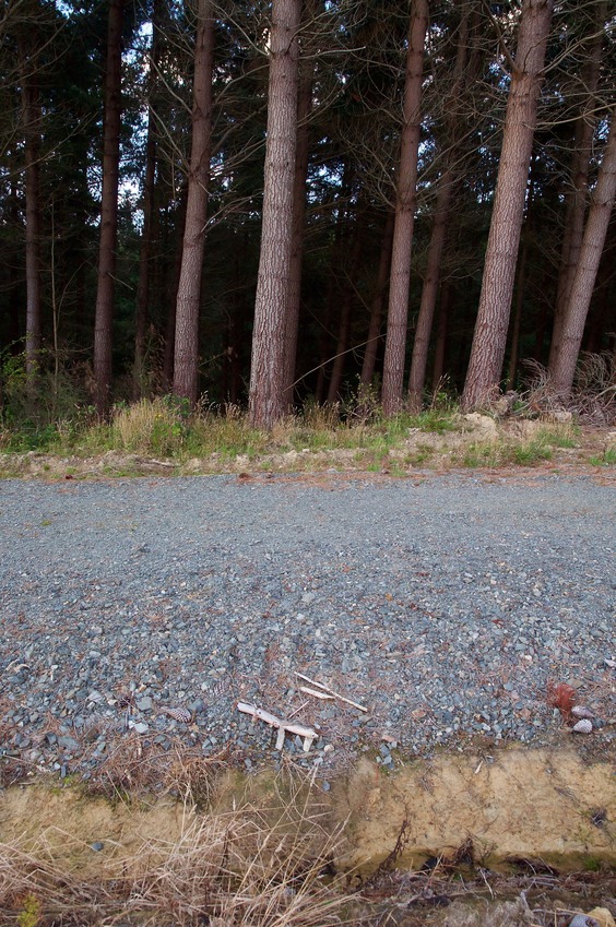 Looking towards the point from 60 m to the south.  The point lies just within the forest, down a slope 