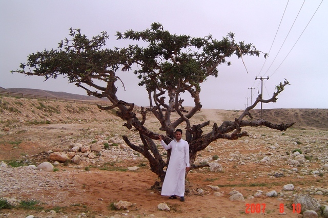 Lubān tree