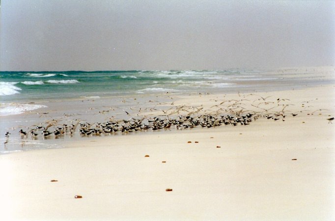 Beach and birds