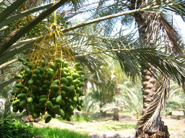 The famous Omani dates