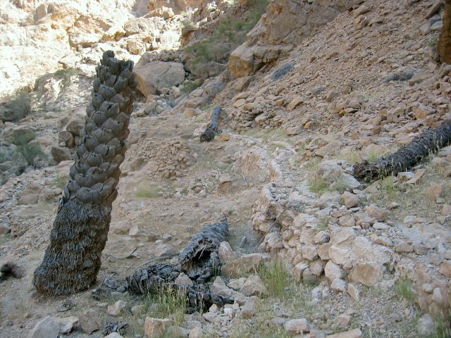 Old irrigation channels and palm tree trunks