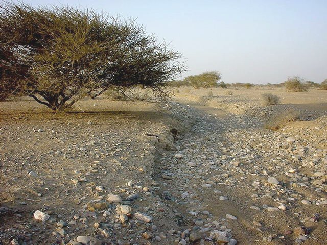 The confluence spot between the tree and the wādiy, looking north