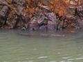 #10: A crocodile in front of the Miraflores Locks