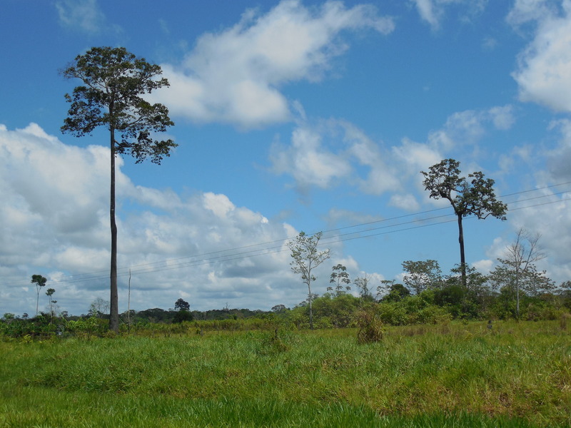 Brazil nut trees