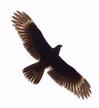 #8: Bird of prey over confluence