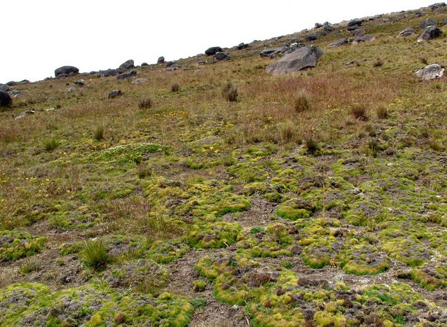 Tundra grasses and boulders