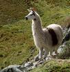 #8: Llama on cliff