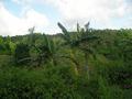 #4: View to the East; crops grown by local farmers.