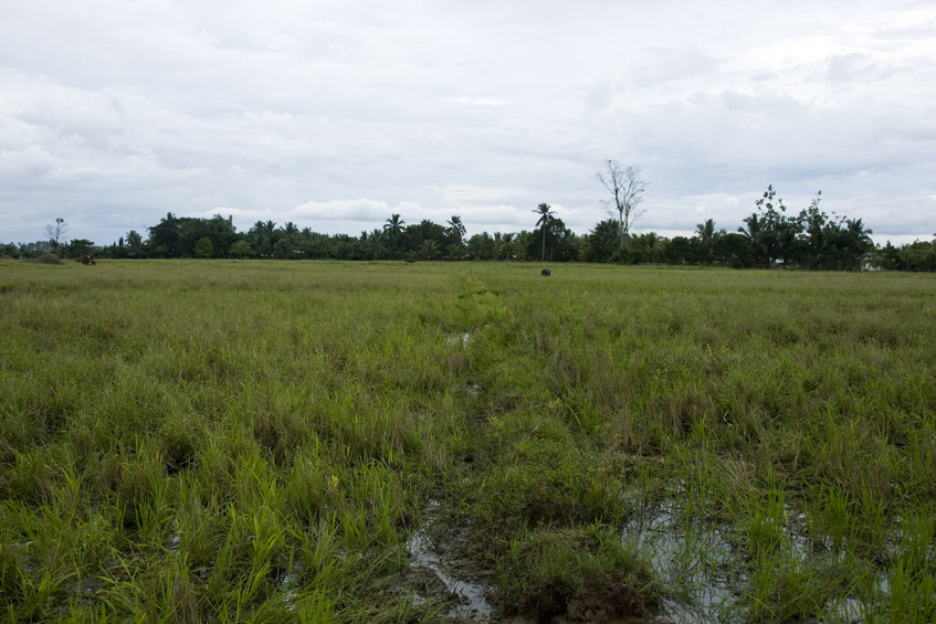 Looking north from nearest padi intersection