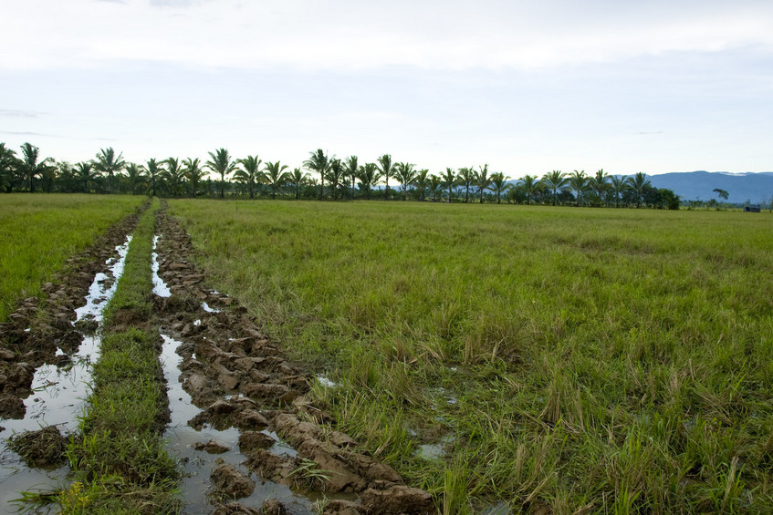 Looking east from nearest padi intersection