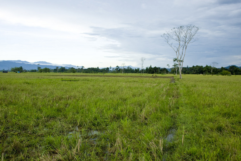 Looking south from nearest padi intersection