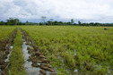 #5: Looking west from nearest padi intersection