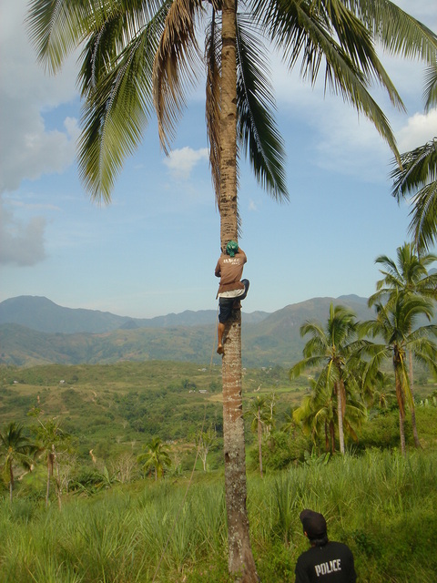 Fresh coconuts to order.