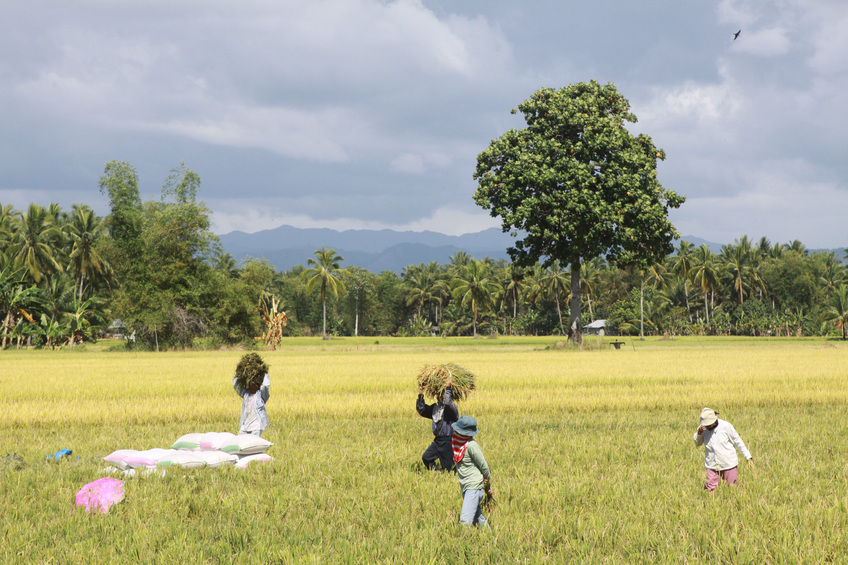 Harvest Time in Leyte seen on the way to Burgos Town