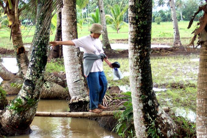 barefooted Santah crossing the single bamboo pole bridge across irrigation system.