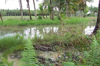 #1: The confluence is at the middle of the pond which I did not dare wade. Also looking due South