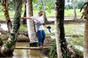 #4: barefooted Santah crossing the single bamboo pole bridge across irrigation system.