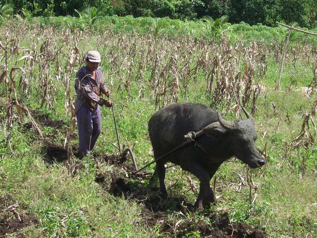 Corn farming is perfect for the stony soil of the valley.