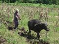 #7: Corn farming is perfect for the stony soil of the valley.