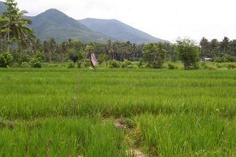 #1: 13N 124E is just 1.5 meters to the right of the farmer's flag used to scare off field rats