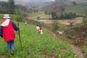 #10: Walking thru the muddy cornfields, Confluence is near mango tree at upper right corner