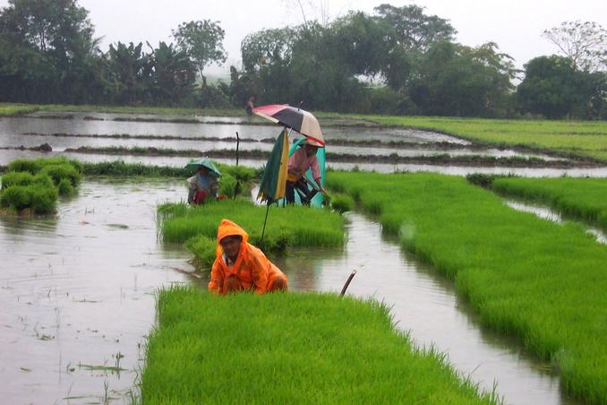 Rain is good time to plant rice along the road of San Jose