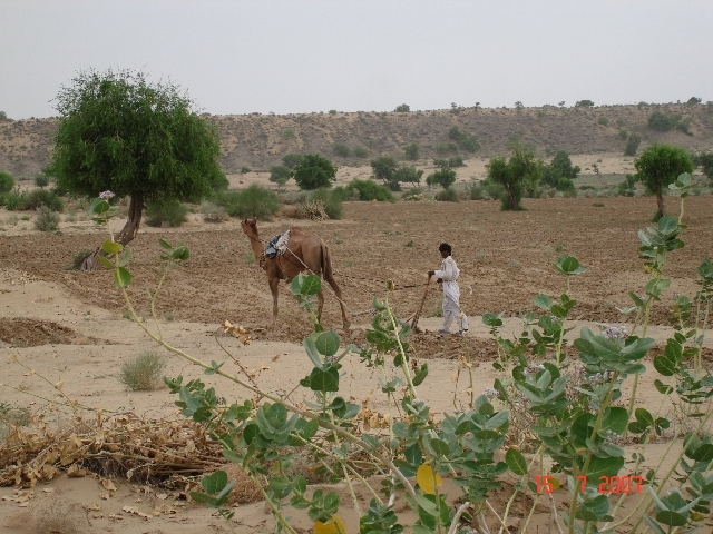 Plowing with camel in desert area