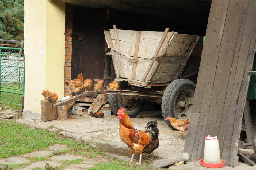 Happy chicken living right in the confluence barn