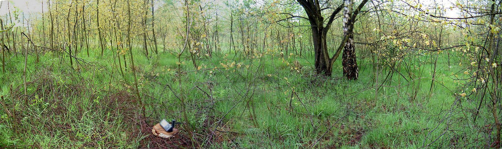 A 150-degree panoramic view of the GPS on the confluence in the middle of a thicket.