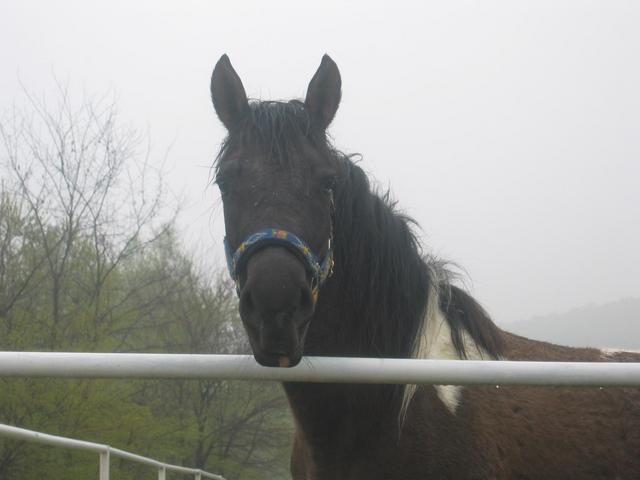 At the Horse Stable