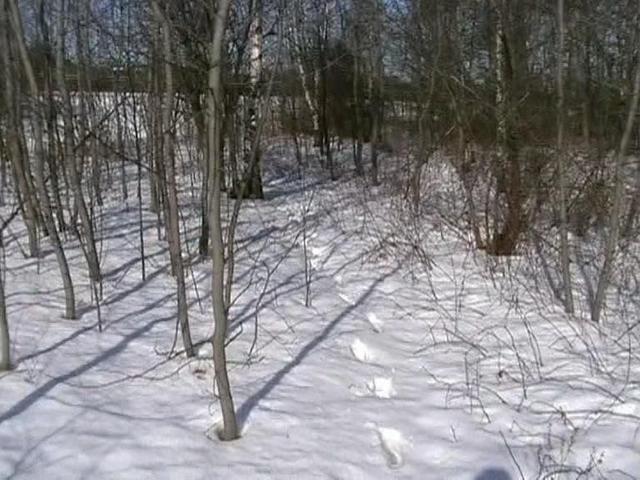 Tak, to w tym lasku. Widok od południowej strony, ze ścieżki oddalonej około10m.