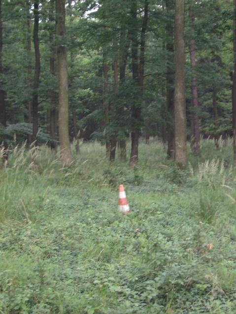 Confluence in the forest - przeciecie w lesie