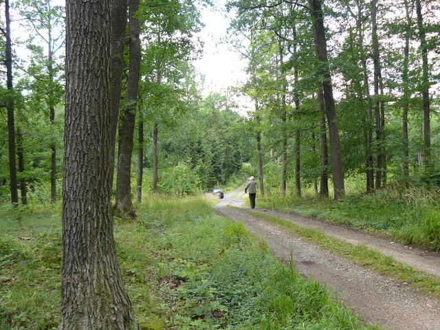 Droga przez las, widok w kierunku SW