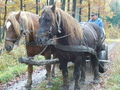 #9: Forest worker Mr. Kaszuba Stanislaw - Pracownik leśny Pan Stanisław Kaszuba