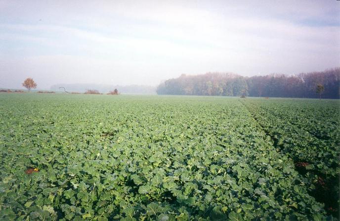 View towards N from the confluence