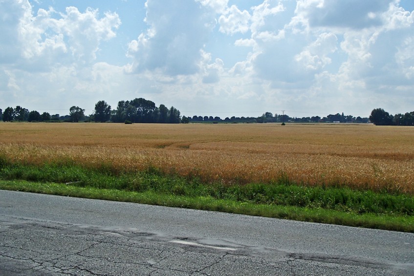 The confluence is on the field beyond the road / Пересечение на поле за дорогой