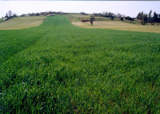 Confluence is on the green field, just left from the pink bush