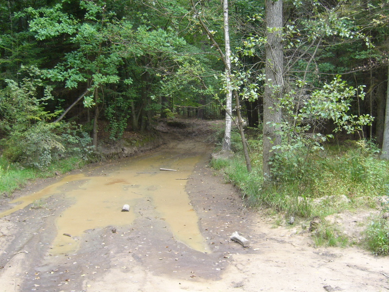 Forest road towards CP