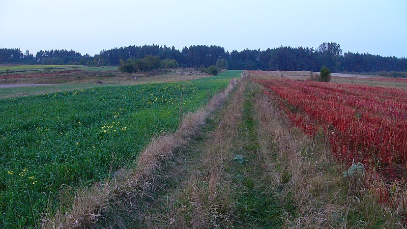 General view - towards North