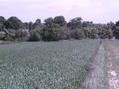 #3: view towards village - widok w strone wsi