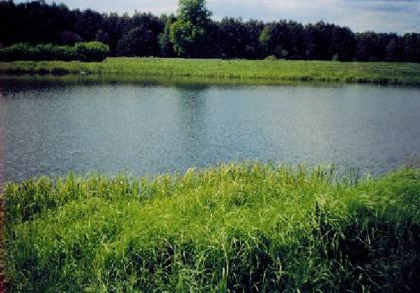 Confluence on a small lake